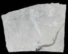 Permian Branchiosaur (Amphibian) Fossil - Germany #63588-1